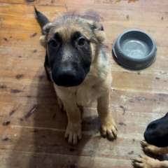 German shepherd puppies 