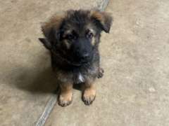 Purebred German shepherd puppies