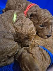 Red toy poodle puppies !! 1 left ! 