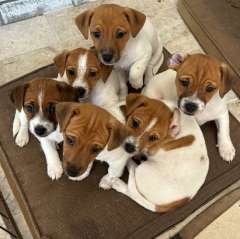 Jack Russell puppies - ready for their new homes!