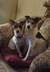 Gorgeous pure-bred jack russell puppies 