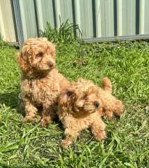 Toy Cavoodles Puppies