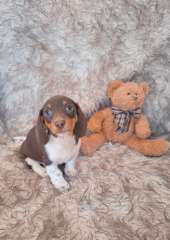 Miniutare Dachshund Pups looking for their forever home