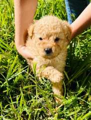 Gorgeous Red Male Cavoodle Puppy