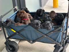 Purebred Labrador puppies