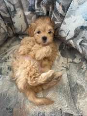  Toy Poodle x Shoodle  Puppies for Sale