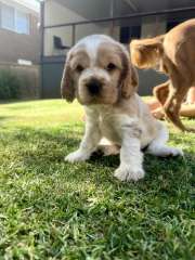 Cockalier Puppies