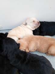 Purebred Labrador puppies for sale 