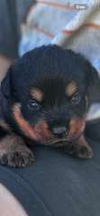 PURE ROTTWEILER PUPS FOR SALE