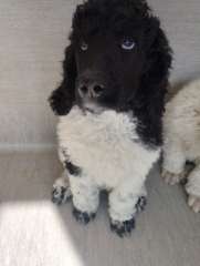 Parti Standard Poodle Pups