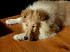 Female Rough Coat Collie Puppy, 14 weeks old.