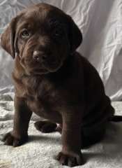 Purebred Labrador Puppies for sale as loved pets!