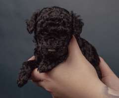 Toy Poodle Puppies 