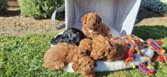 F1b mini poodle x dachshund puppies!