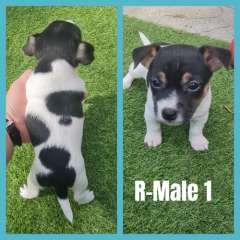 Purebred mini foxys ready from 9th august 2025