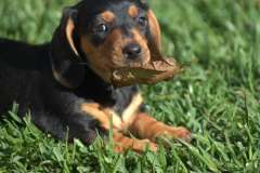 Black and tan miniature dachshund puppies 