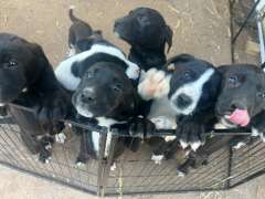 Cross Breed Puppies for Sale