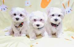 Maltese X Puppies available! 2 Girls 1 Boy