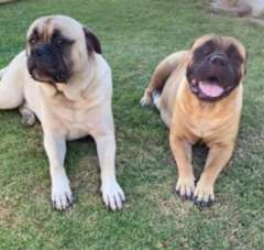 Purebred Female Bullmastiff Puppies (No papers)