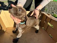 Liver Purebred German Shorthair Pointer Pups