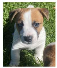 Jack Russell Puppies 