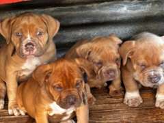 XL American Bully pups