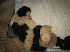 GROODLE PUPPIES