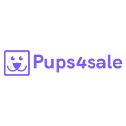 2 LEFT ! Assorted dachshunds ready NOW ! 