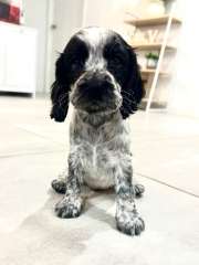 Cockalier puppies - Cocker Spaniel cross Cavalier