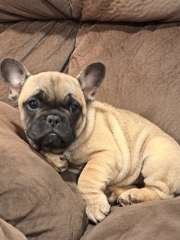 Pedigree French Bulldog puppies Canberra Boarder