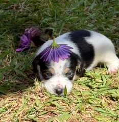 Jack Russell Puppies 2 Boys &amp; 3 Girls