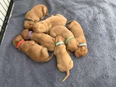 Hungarian Vizsla Puppies