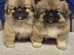 Beautiful Purebred Tibetan Spaniels