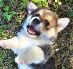 Cute Purebred Corgi Puppies looking for loving homes