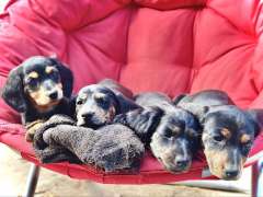 🐾 Miniature Purebred Dachshund Puppies – Family Raised  Rea