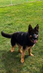German shepherd puppies