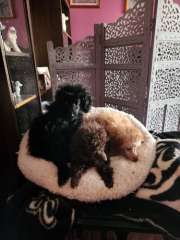 TOY POODLE PUPS AVAILABLE NOW.  INCLUDING CHOC PARTI LITTER.