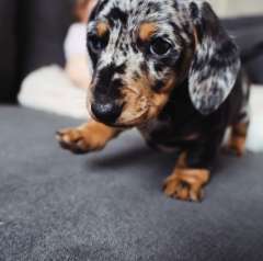 Adorable Mini Dachshund Puppies for Sale!