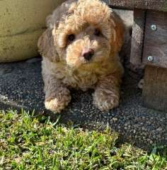 Pure Bred Miniature Poodles