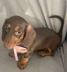 Miniature Dachshund Puppies