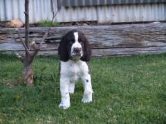 English springer spaniels purebred pups