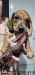 Miniature dachshunds 