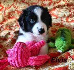 Stunning Purebred Border Collie Pups