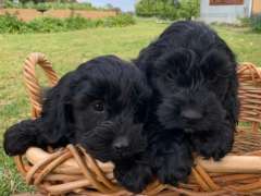 Toy Spoodle Puppies (English Cocker Spaniel x Toy Poodle)