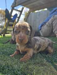 Miniature dachshunds