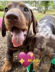 1 💖Chocolate Miniature Dachshund Puppy... NOW AVAILABLE