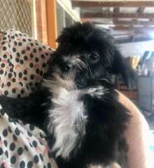 Maltese Shih Tzu