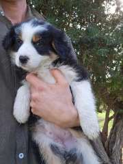 Border Collie Pups