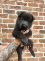 Pure bred solid black German shepherd puppies 