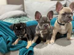 French Bulldogs Mackay